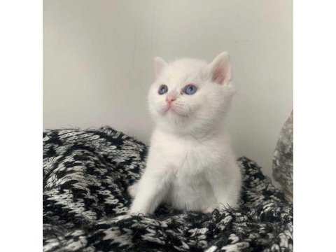 British shorthair bebekler
