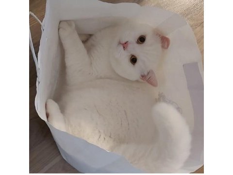 British shorthair sağlıklı kedimiz