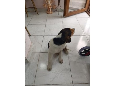 Ücretsiz jack russell