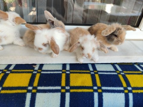 Hollanda teddy lop tavşan