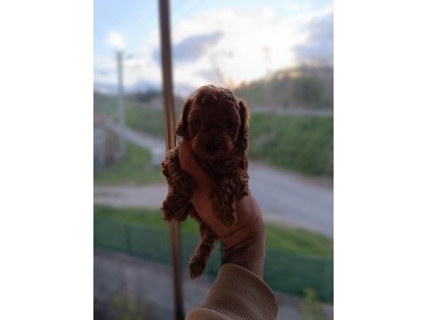 Aaa kalite teacup red brown poodle