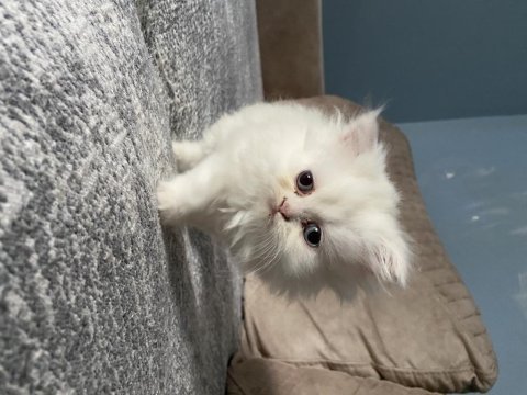 Exotic shorthair yavru 50 günlük