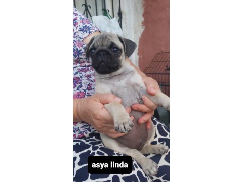 Pug mops bebekler
