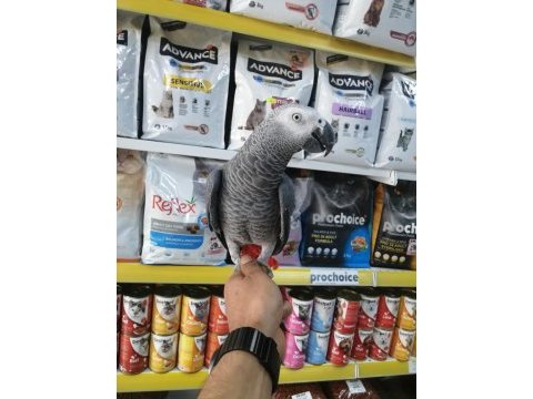 2 yaşında ele alışkın jako papağanı