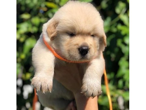 Golden retriever yavrularım