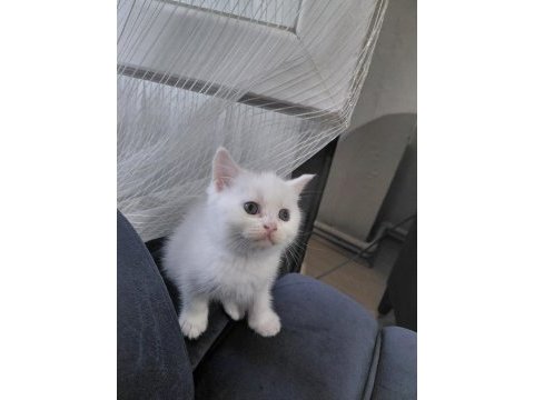 2 aylık british shorthair yavru kedilerimiz