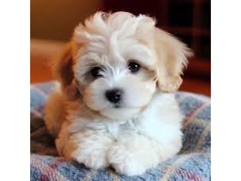 Anne altından sevimli maltipoo yavrular