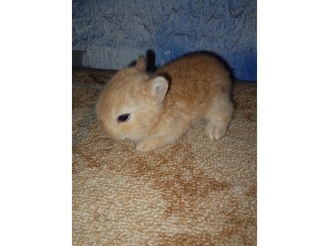 Netherland dwarf hollanda cücesi tavşan