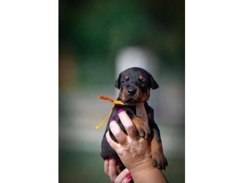 Asıl doberman yavrular