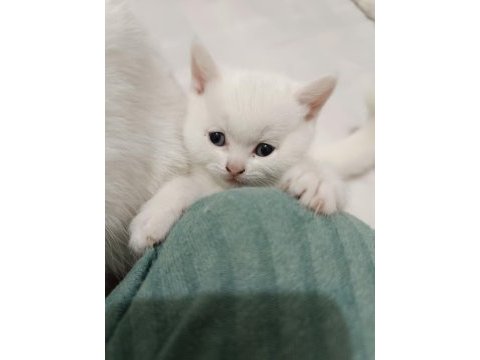 British shorthair dişi