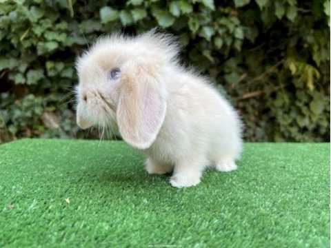 Hollanda lop tavşanı yavruları