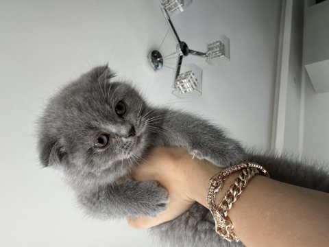 British shorthair 23 aralık doğumlu