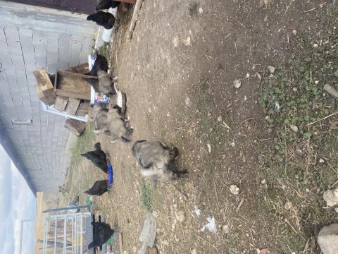 Anadolu çoban köpeği yavrularımız sahiplendirilecektir.