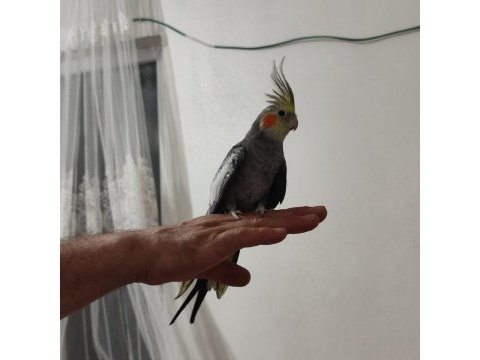 Sultan papağanı 4-5 aylık konuşuyor evcildir