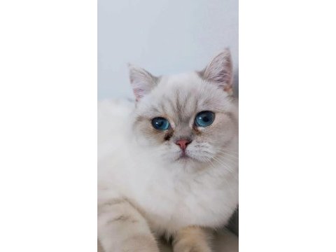 British shorthair silver point