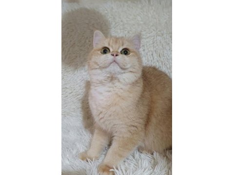 Irk garantili golden british shorthair bebekler