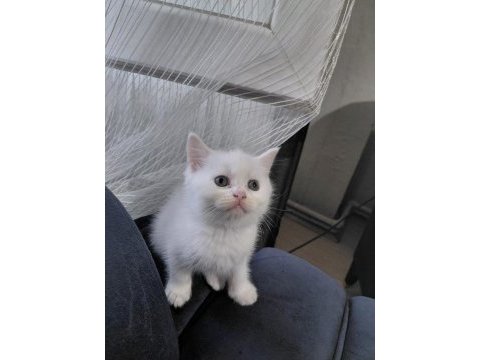 2 aylık british shorthair yavru kedilerimiz