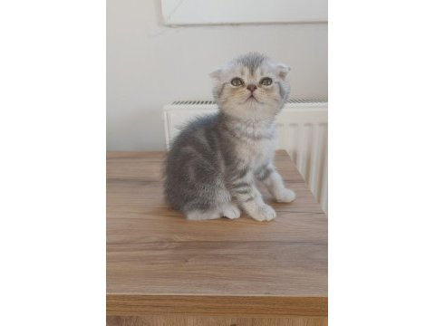 Scottish fold/ british shorthair yavrular