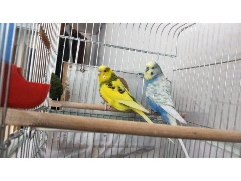 Yumurtlayacak takım muhabbet kuşu uygun fiyata