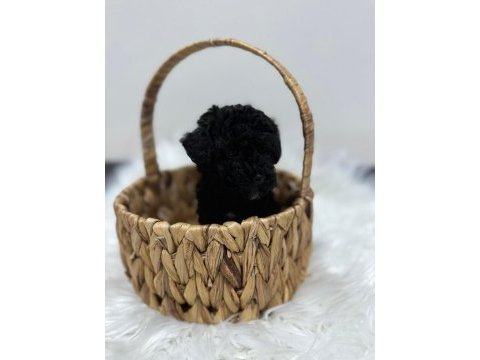 Siyah toy poodle yavrularımız