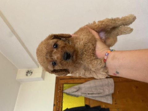 Birbirinden sevimli 4 küçük poodle yaramaz