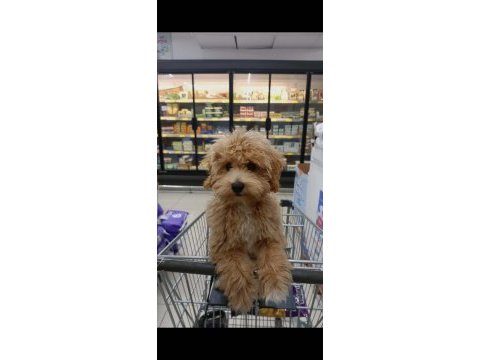 Sevimli maltipoo