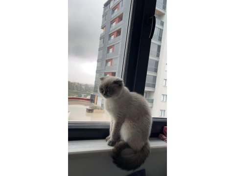 Ücretsiz scottish fold kedimiz ailesini bekliyor