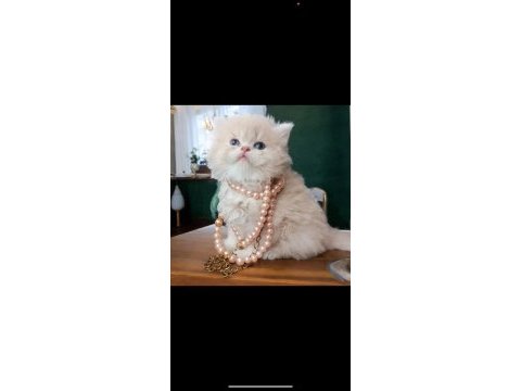 British longhair dişi cy12