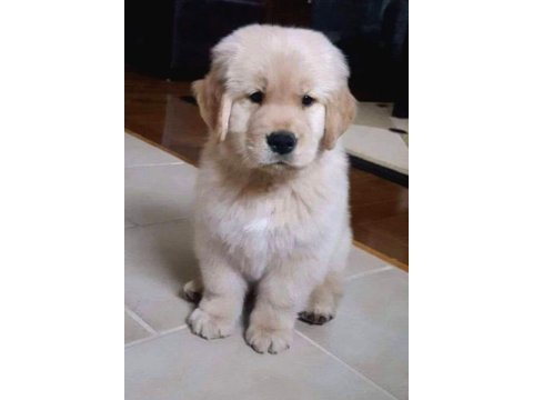 2 aylık oynak golden retriever yavrularım