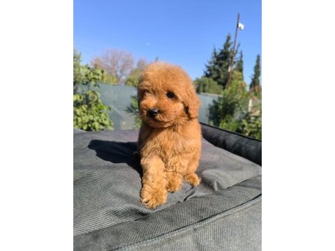 En akıllı toy poodle
