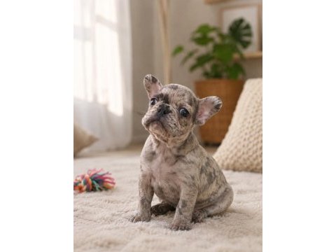 A kalite french bulldog bebekler