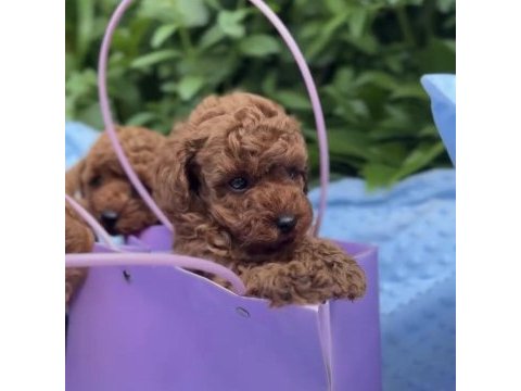 Toypoodle yavrularımız 