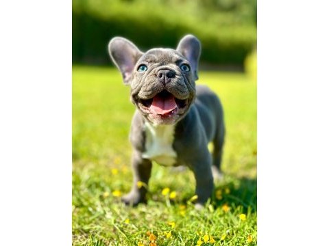 Üst kalite french bulldog yavruları çiftlikten 