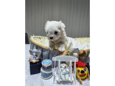 A scrli babadan kore maltese bebeklerim