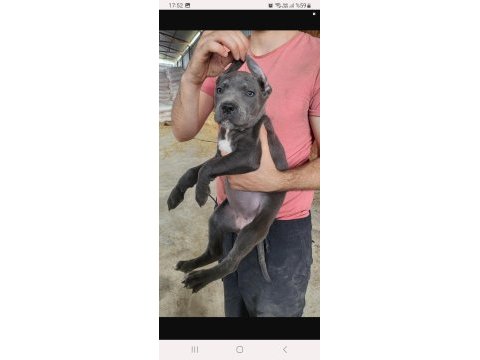 Dost canlısı cane corso bebeklerim