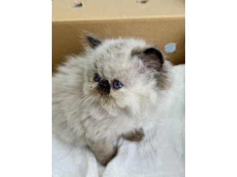 İran persian ( show kalite )
