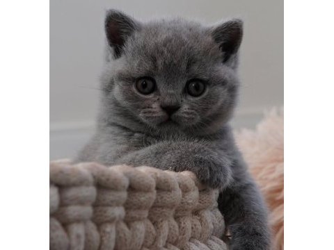 Sevgi pıtırcığı gri british shorthair