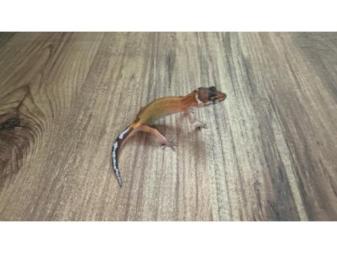 Evil crested ve leopard geckolar
