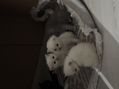 Yavru kediler için ulaşın