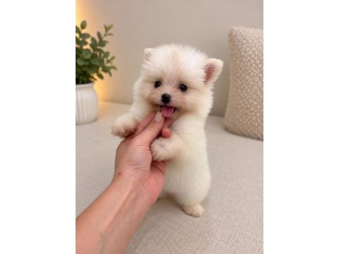 Pomeranian teddy face teacup 