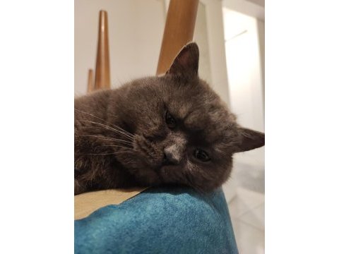 British shorthair 19 aylık
