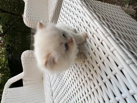 Orjinal british longhair