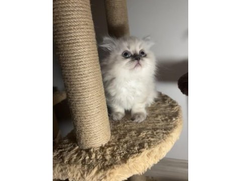 British longhair blue point dişi erkek