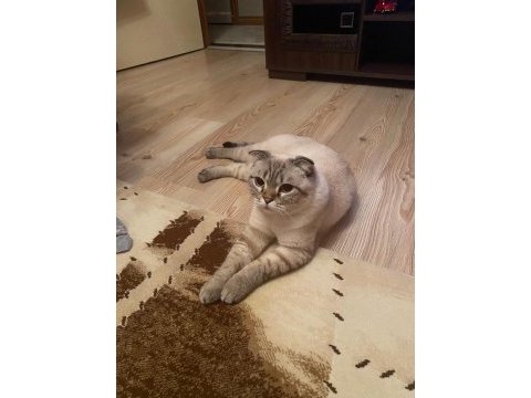 Sevimli ve uysal scottish fold pamuk kızımız