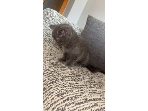 British shorthair kedisi