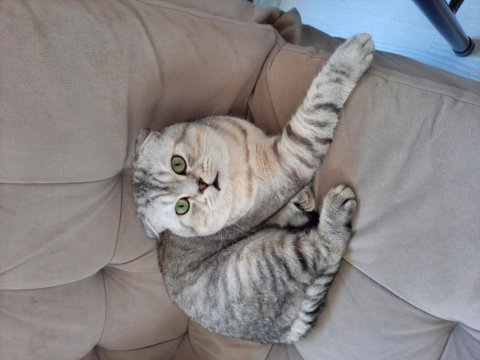 Scottish fold paşamıza yeni yuva arıyoruz