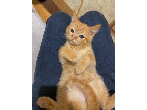 Golden british shorthair erkek yavru