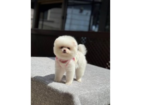 Pomeranian yavrular 2 aylık