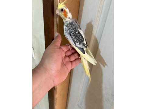 47 günlük pied sultan papağanı bebek
