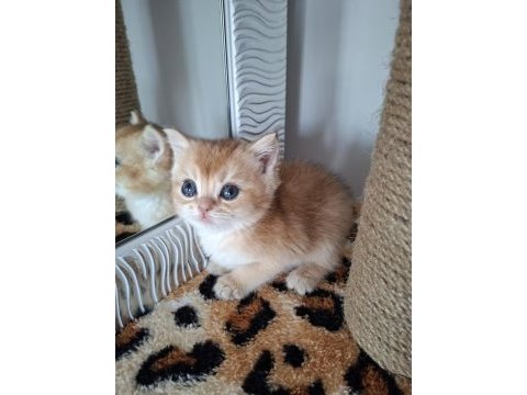 Safkan british shorthair golden yavrular (uygundur)